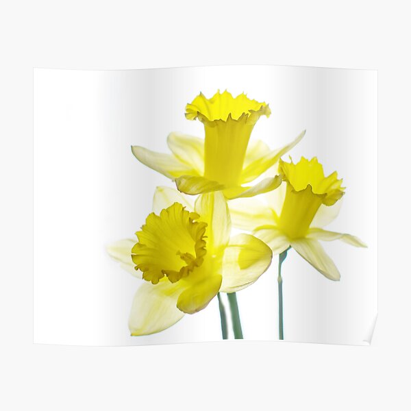 Dafs Poster