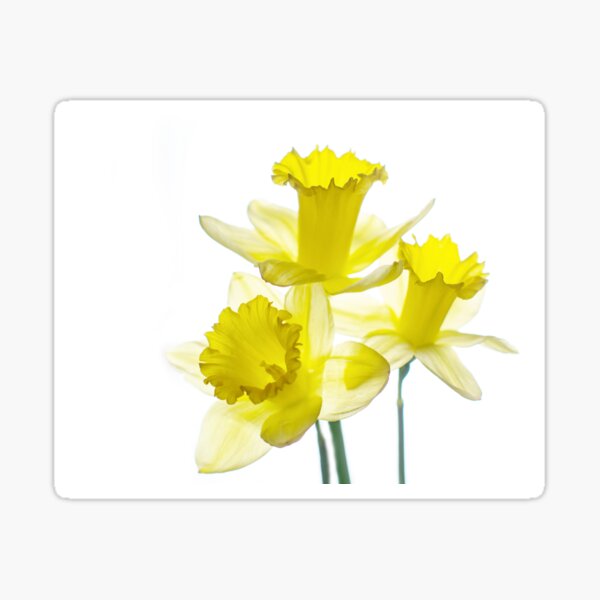 Dafs Sticker