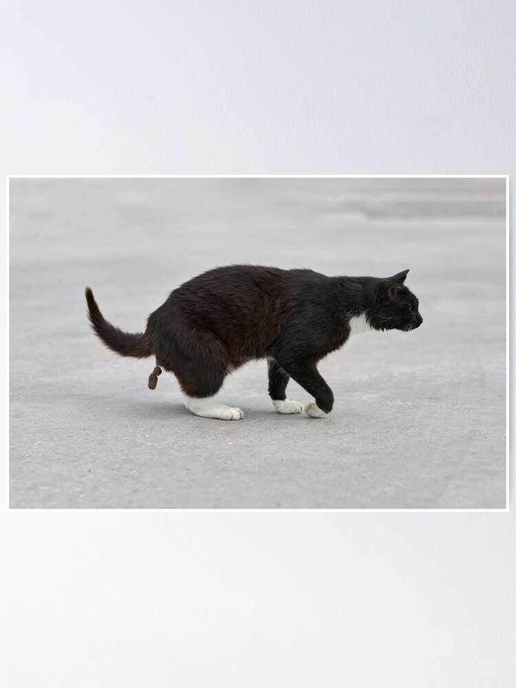 "Funny Pooping Cat" Poster for Sale by mofid Redbubble