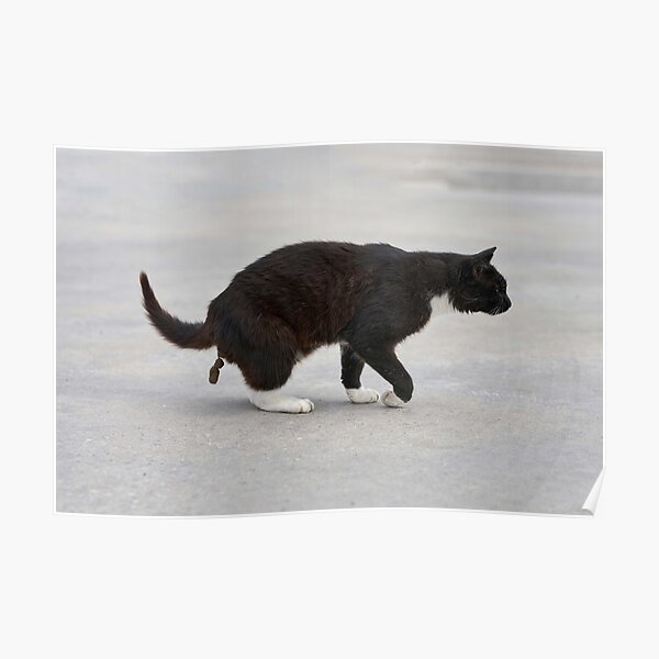 "Funny Pooping Cat" Poster for Sale by mofid Redbubble