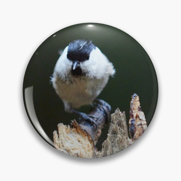 Item preview, Shallow dofs deeper toughts. Willow tit designed and sold by Jouko Lehto Photography.
