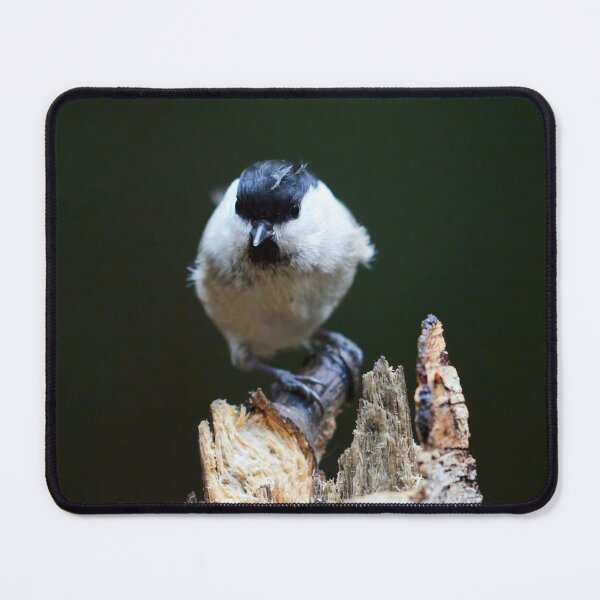 Item preview, Shallow dofs deeper toughts. Willow tit designed and sold by Jouko Lehto Photography.