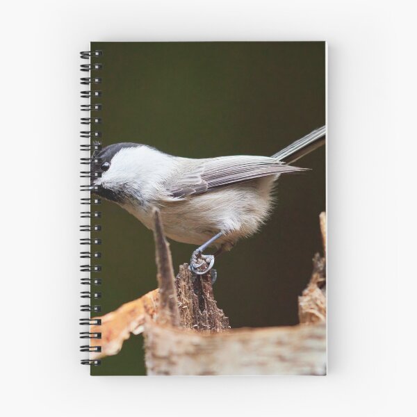 Item preview, Tilting tit. Willow tit designed and sold by Jouko Lehto Photography.