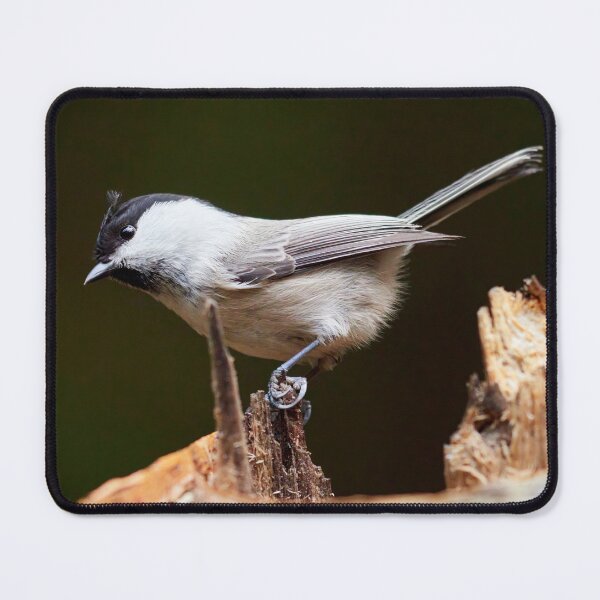 Item preview, Tilting tit. Willow tit designed and sold by Jouko Lehto Photography.