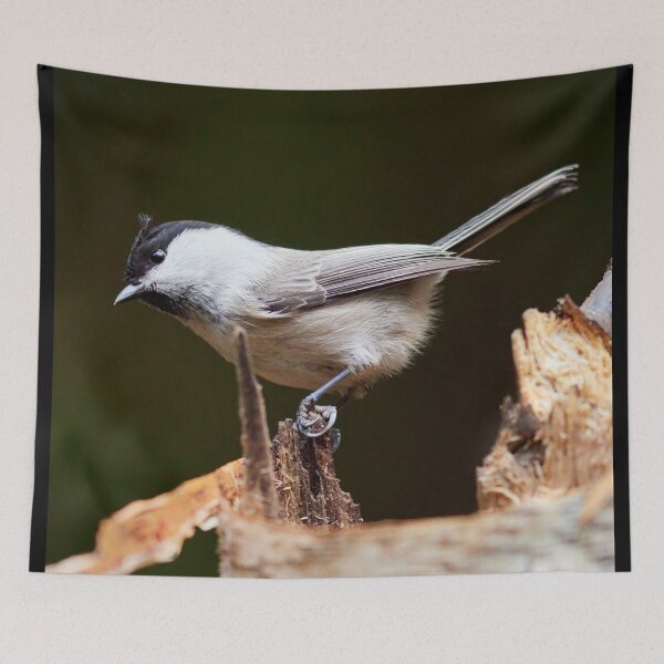 Item preview, Tilting tit. Willow tit designed and sold by Jouko Lehto Photography.