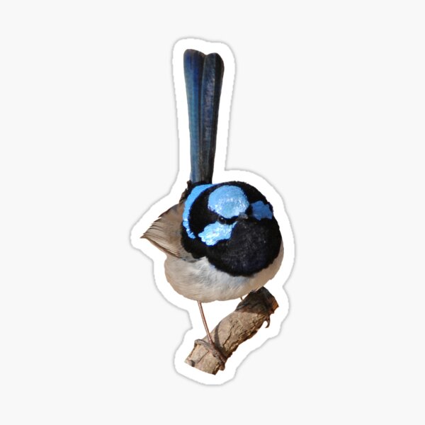 Superb Fairy-wren male Sticker