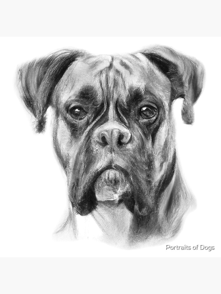 Boxer Dog Art - Watch Leah's Drawing Online - ItsaBoxerDogsLife