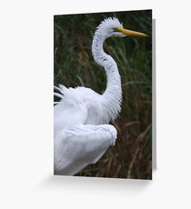 Great Egret Greeting Card