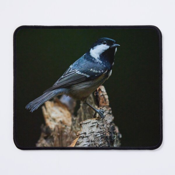 Item preview, The Dark Prince. Coal Tit designed and sold by Jouko Lehto Photography.