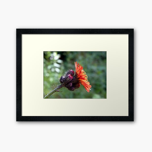 Orange Hawkweed Framed Art Print