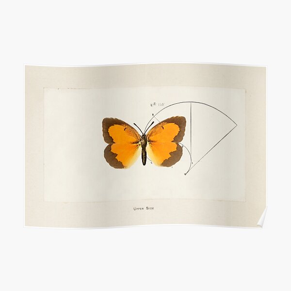 Butterfly Sacred Geometry Triptych A3 Poster