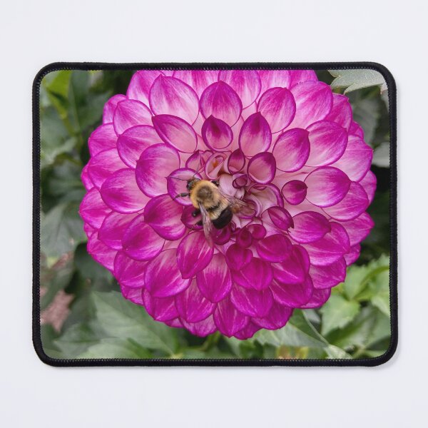 Item preview, Pink dahlia with a bumble bee designed and sold by JuliVogel.