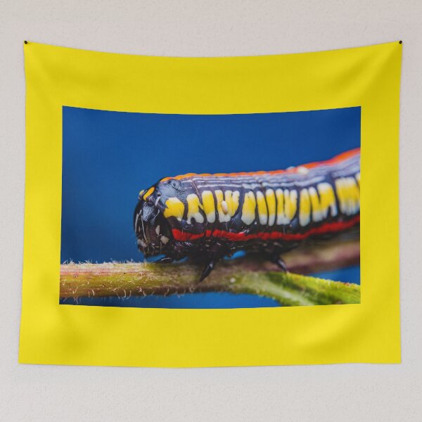 Item preview, Brown Hooded Owlet Caterpillar - Cucullia convexipennis designed and sold by AronsTinySafari.