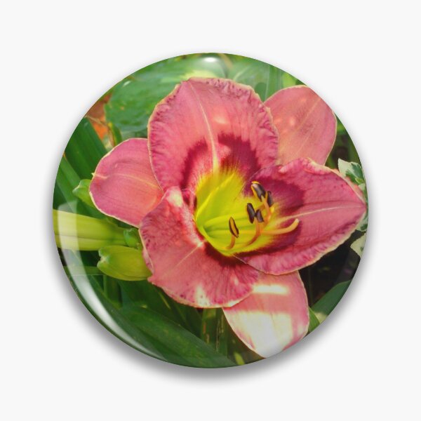 Item preview, Pink Daylily Hemerocallis(Strawberry Candy) designed and sold by Anthony Seeker.