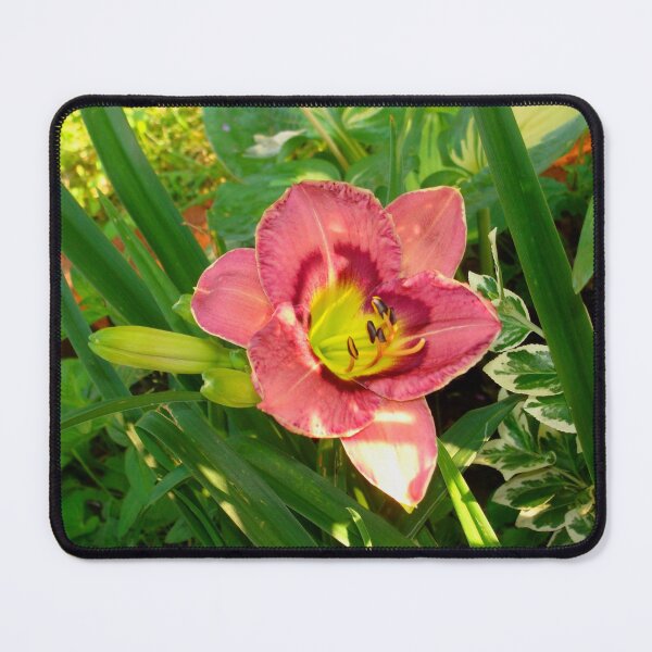 Item preview, Pink Daylily Hemerocallis(Strawberry Candy) designed and sold by Anthony Seeker.