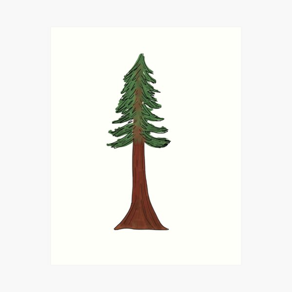 redwood tree vector illustration, the tallest... - Stock Illustration  [91981305] - PIXTA