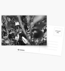 shrub Postcards