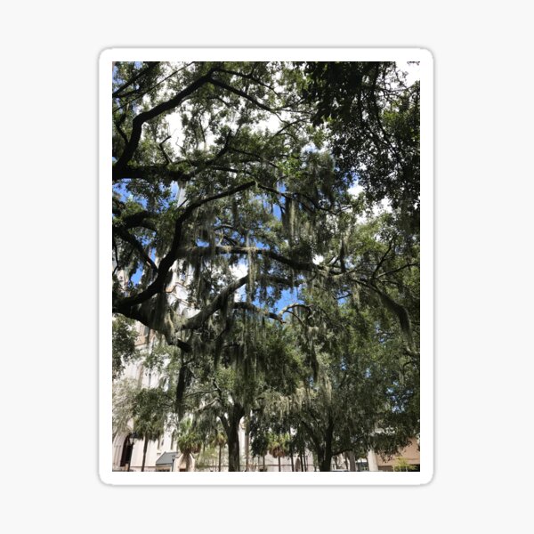 Have you seen the Spanish Moss? Sticker