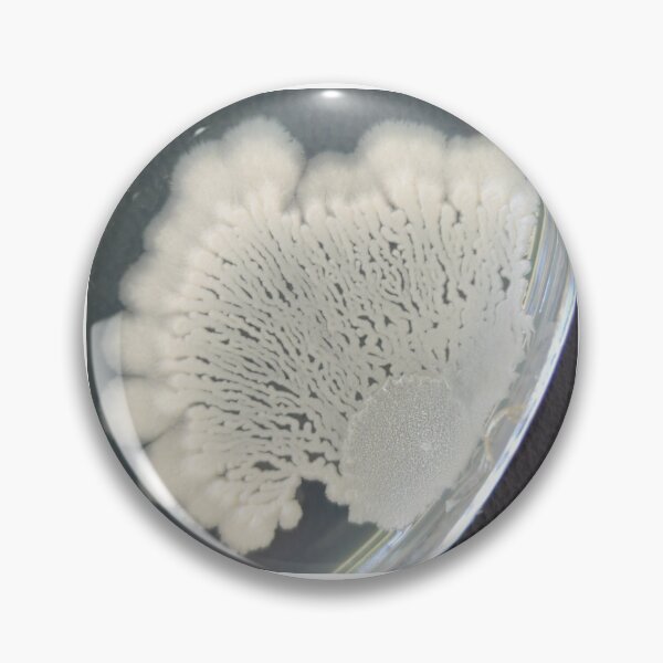 Item preview, Branching bacterial colony on PCA designed and sold by Fromthelab.