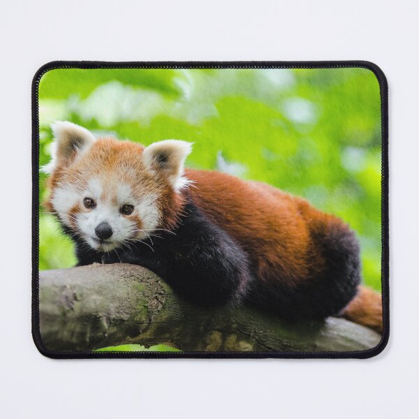 Item preview, Red Panda designed and sold by Frankie Cat Photography.