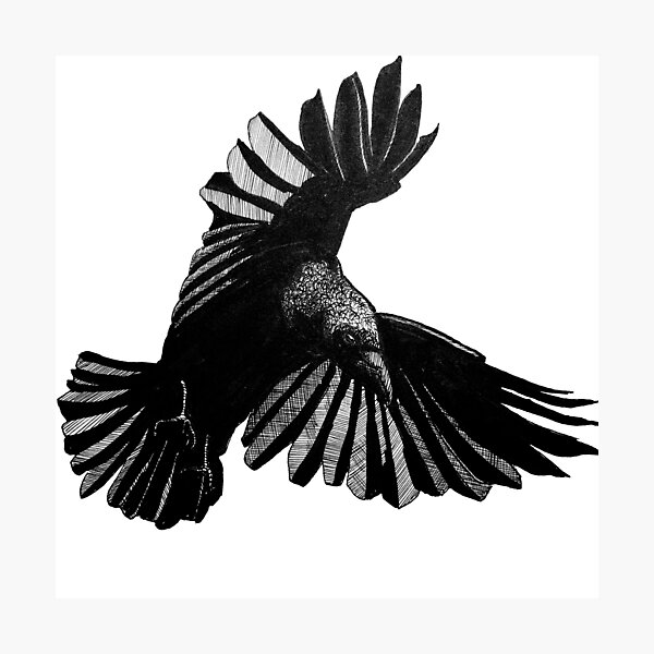 Flying Raven By Davida Fernandez Redbubble