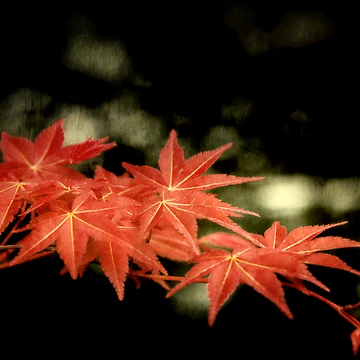 Artwork thumbnail, Maple by Tony Lomas