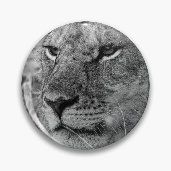 Item preview, Lioness designed and sold by cobysugarsphoto.
