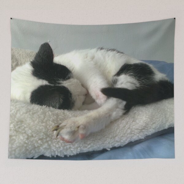 Item preview, #261 |☼| Cat Nappin' - Bradley: Shot 1 (Cats) designed and sold by Naean H.F. (Nez Man).