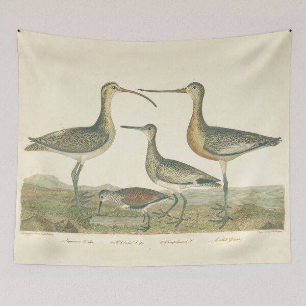 Item preview, Antique Bird Print Marsh Wetlands designed and sold by antiqueart.