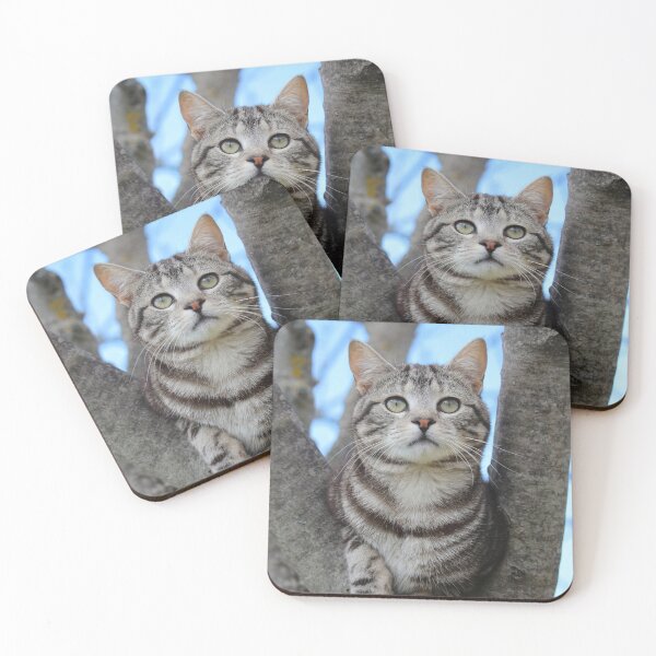 Item preview, Cute Tabby Kitten Posing designed and sold by SweepingShadows.