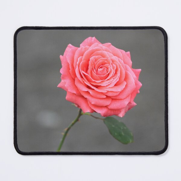Item preview, Gorgeous Pink Rose Flower designed and sold by SweepingShadows.