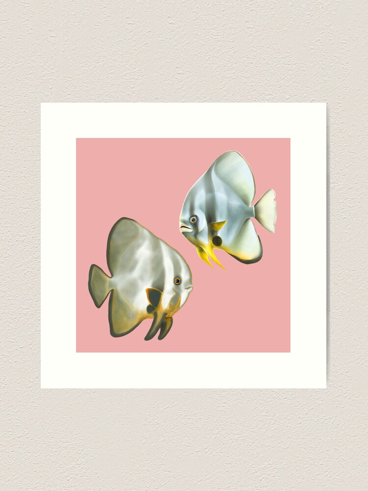 Batfish Wall Art for Sale