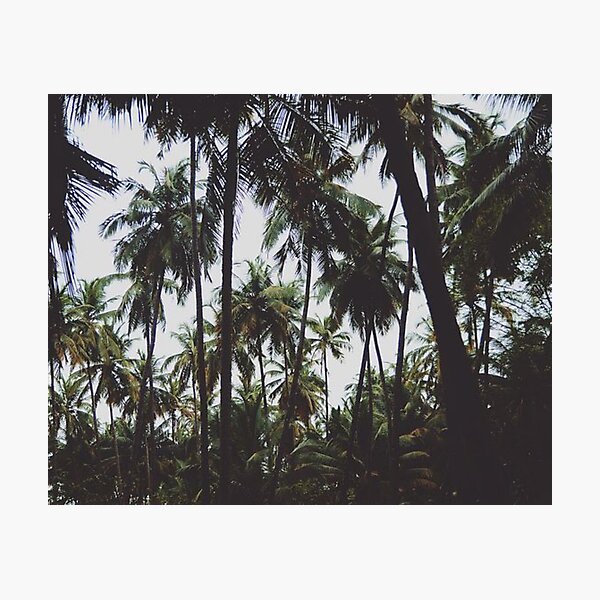 Tall Palm trees Photographic Print