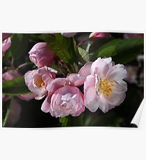 Crabapple Flowers Attract Bees Poster