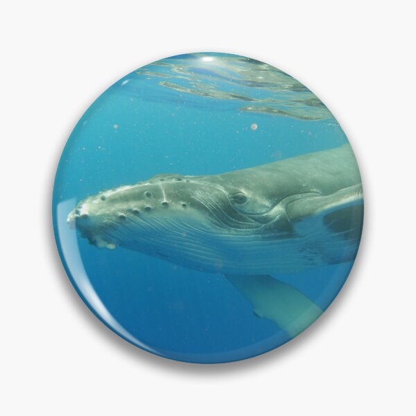 Item preview, Friendly Humpback whale calf designed and sold by Whale & Dolphin Wisdom Retreats.