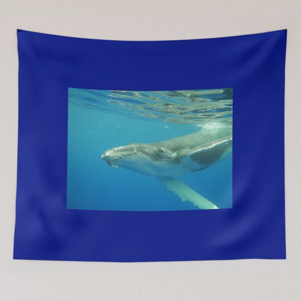 Item preview, Friendly Humpback whale calf designed and sold by Whale & Dolphin Wisdom Retreats.