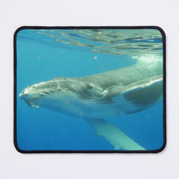 Item preview, Friendly Humpback whale calf designed and sold by Whale & Dolphin Wisdom Retreats.