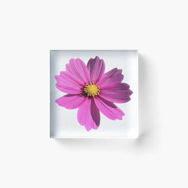 Item preview, Flower Purple Cosmos designed and sold by pablomendoza.