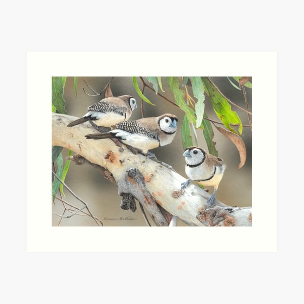 Item preview, "Tiny Gems" (Double-barred Finches) designed and sold by Frances McMahon Watercolour Bird Artist.