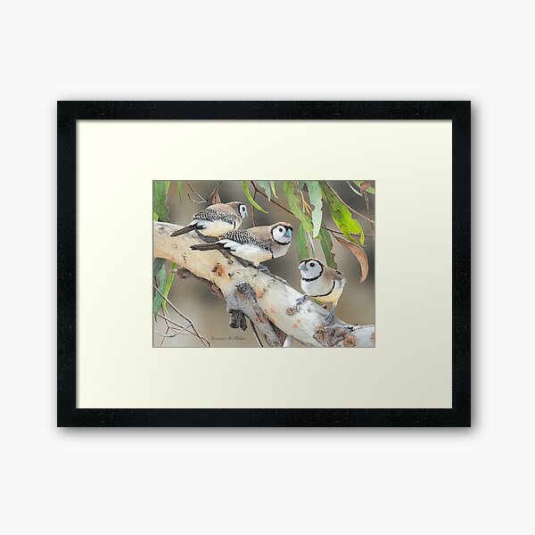 Item preview, "Tiny Gems" (Double-barred Finches) designed and sold by Frances McMahon Watercolour Bird Artist.