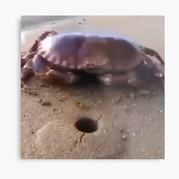 Item preview, Egg Crab designed and sold by DailyMangoStore.