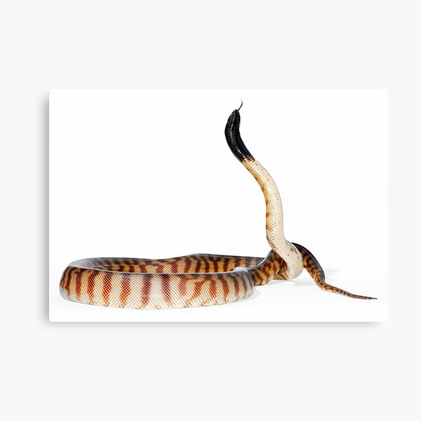 Black-headed Python (Aspidites melanocephalus) Canvas Print