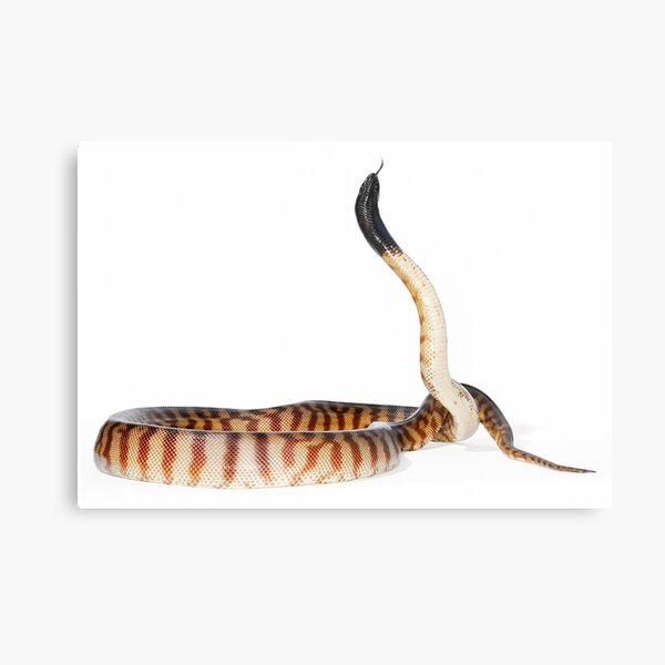 Black-headed Python (Aspidites melanocephalus) Metal Print