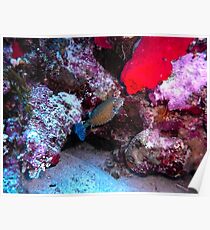 Pesce scatola Poster
