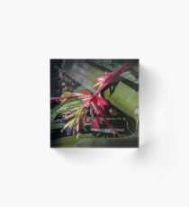 Purple Stamens Red Petals of bromiliad Leith Park Victoria 20170725 0971 Acrylic Block