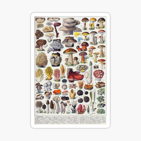 Item preview, Mushrooms by Adolphe Millot designed and sold by gologodesigns.