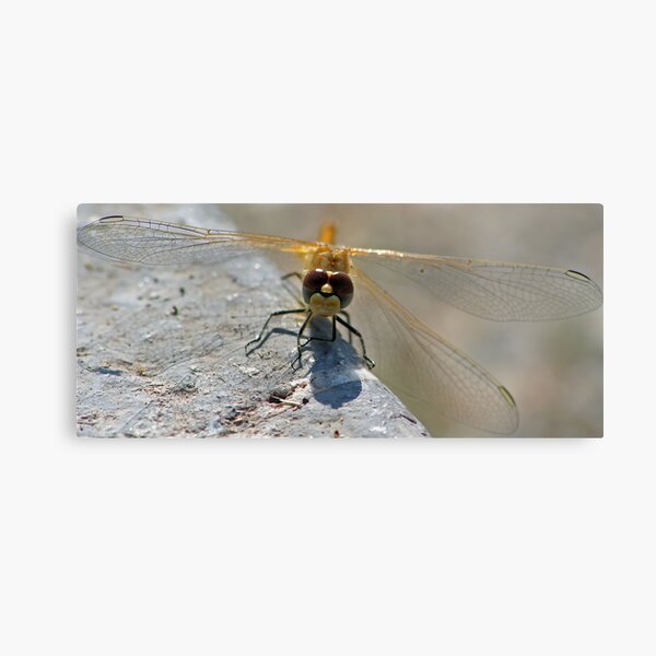 Nice to meet you Canvas Print