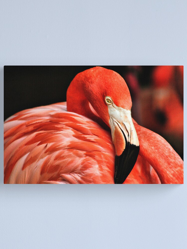 Thumbnail 1 of 3, Canvas Print, Flamingo II designed and sold by idnurse41.