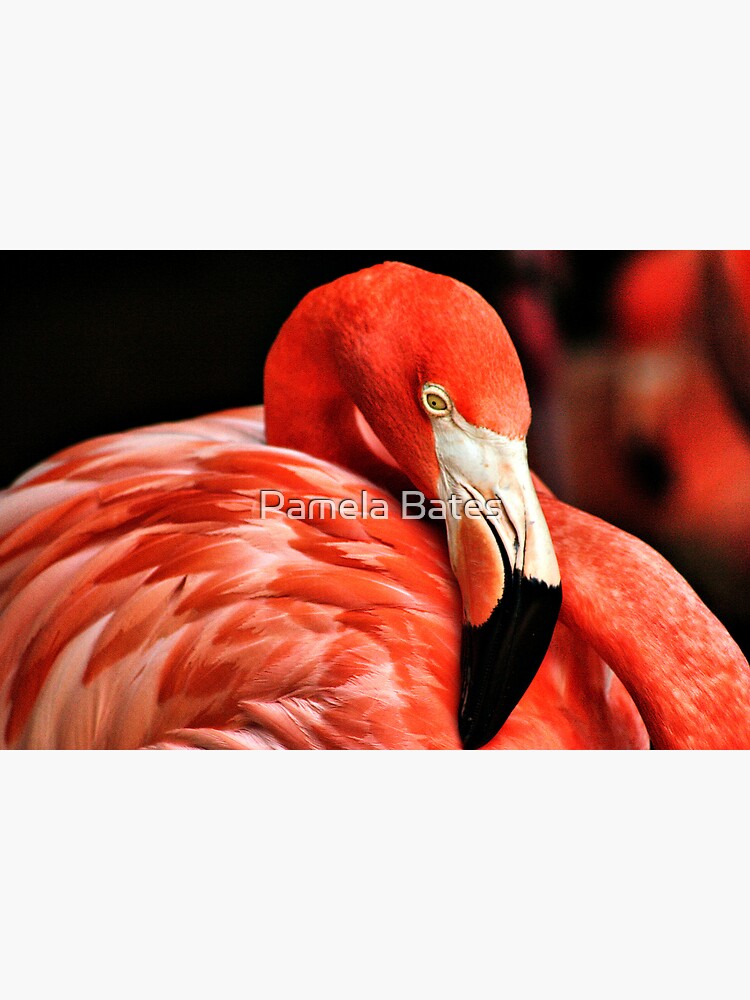 Thumbnail 3 of 3, Canvas Print, Flamingo II designed and sold by idnurse41.