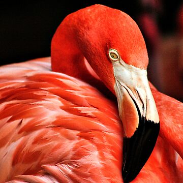 Artwork thumbnail, Flamingo II by Pamela Bates